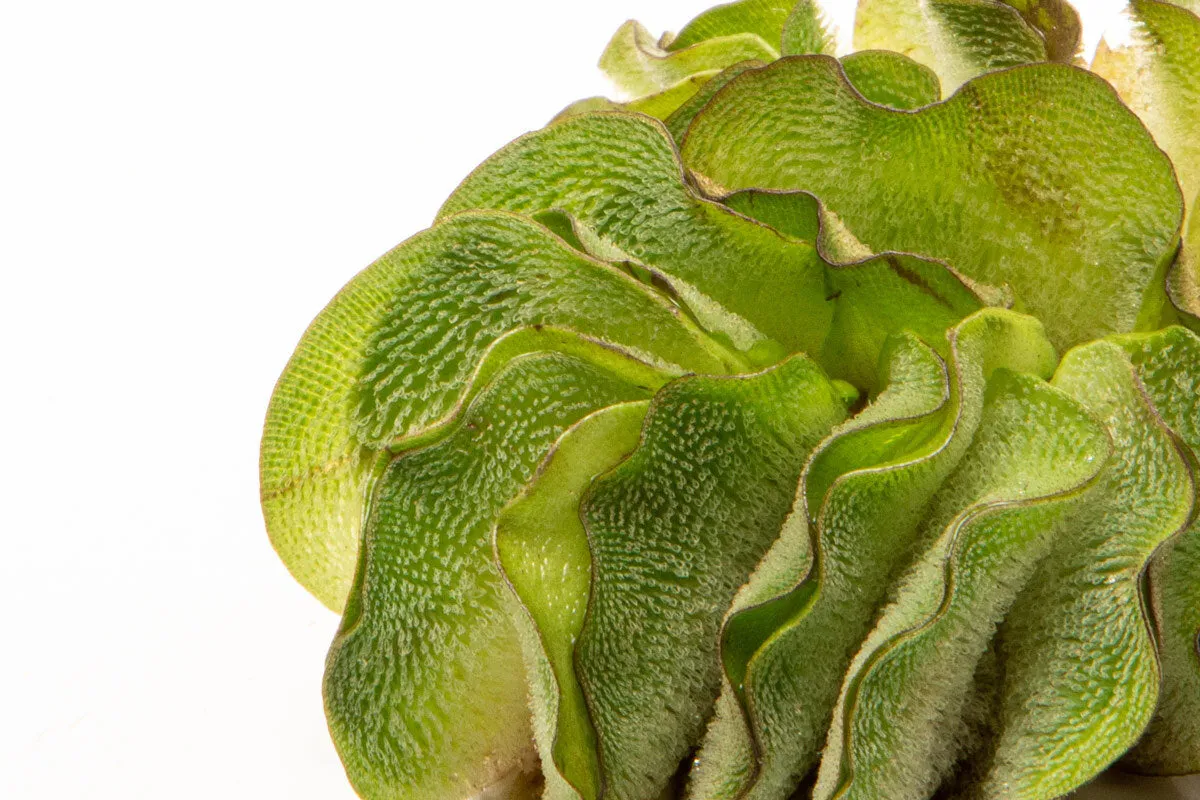 Salvinia Natans