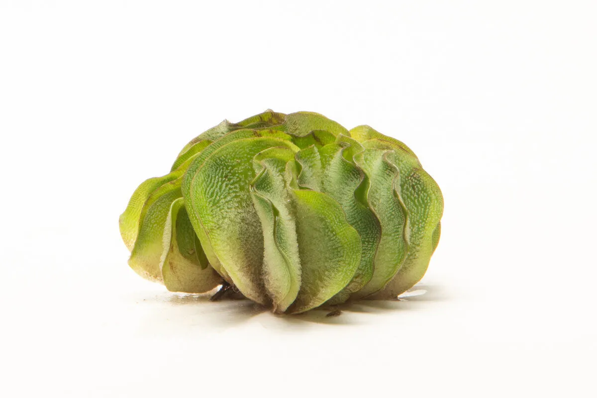 Salvinia Natans