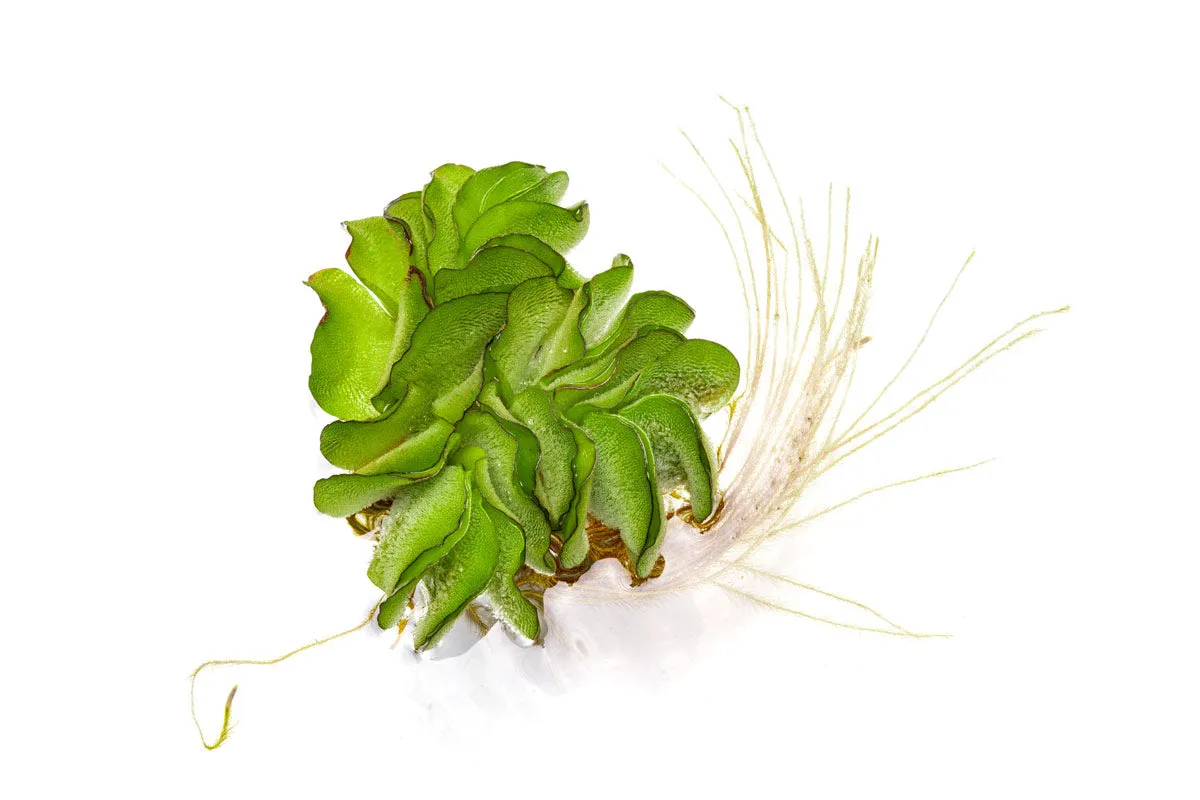 Salvinia Natans